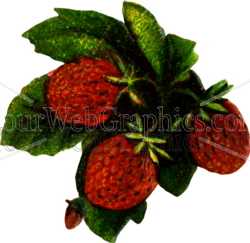 photo - strawberries-jpg